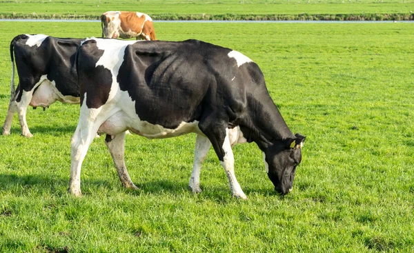 Hollandia Vizes Élőhelyek Maarken Európa Field Ben Legelő Tehenek — Stock Fotó