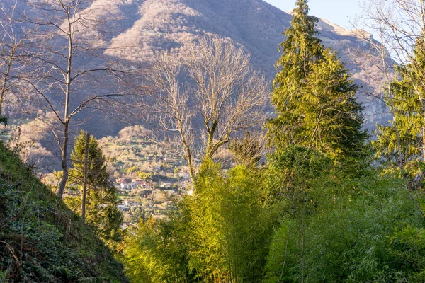 意大利 科莫湖 森林里的树木 — 图库照片