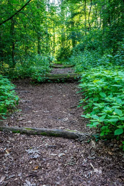 Dřevo Rostlinami Haagse Bos Les Haagu Holandsko Evropa — Stock fotografie