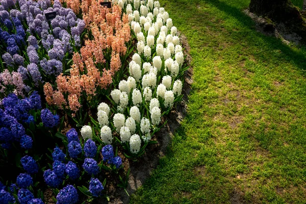 Holandia Lisse Europa Wysoka Zwiedzialność Kwiatów Kwiatów Podstawie — Zdjęcie stockowe