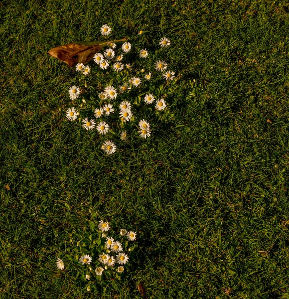 Europe Italie Lecco Lac Côme Gros Plan Une Fleur — Photo