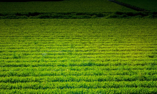Nederländerna Sydholland Europa Närbild Ett Frodigt Grönt Fält — Stockfoto
