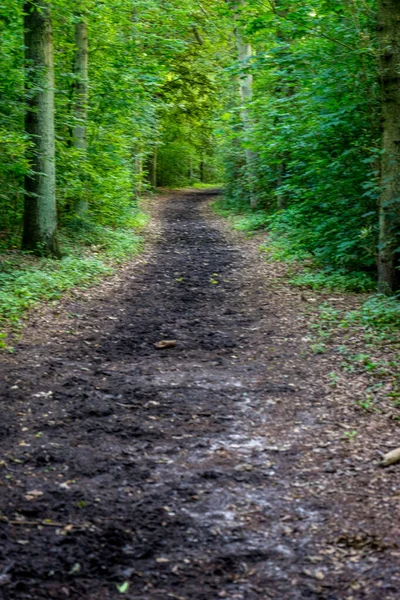 Ein Dunkler Schlammweg Haagse Bos Wald Den Haag Niederlande Europa — Stockfoto