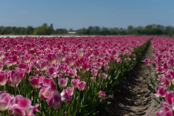 Holandia Lisse Europa Zbliżenie Purpurowego Kwiatu — Zdjęcie stockowe