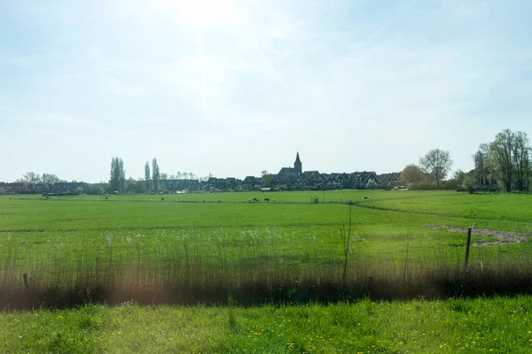 Niederlande Feuchtgebiete Maarken Europa Eine Rinderherde Die Auf Einer Saftig — Stockfoto