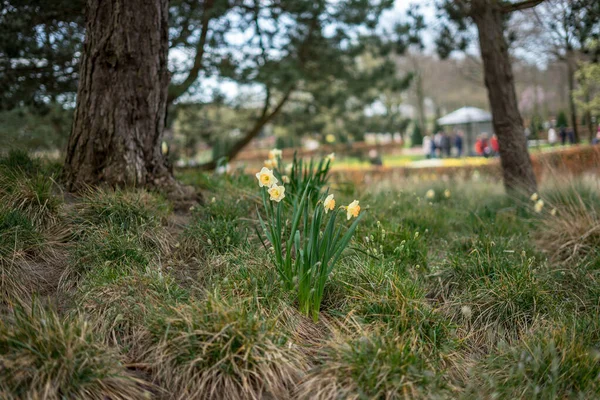 Flower Garden Netherlands Europe Tree Grassy Field — Stock Photo, Image