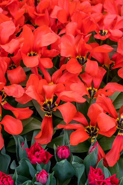 Virágos Kert Hollandia Európa Közel Egy Virághoz — Stock Fotó