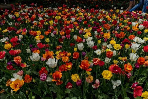 Nederland Lisse Europa Een Vaas Bloemen Tafel — Stockfoto