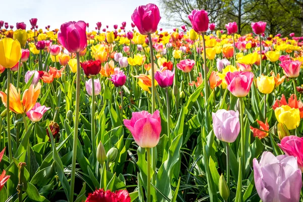 オランダ リスス ヨーロッパ 花の終わり — ストック写真