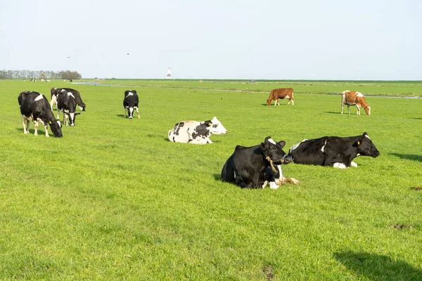 Niederlande Feuchtgebiete Maarken Europa Eine Rinderherde Die Auf Einer Saftig — Stockfoto