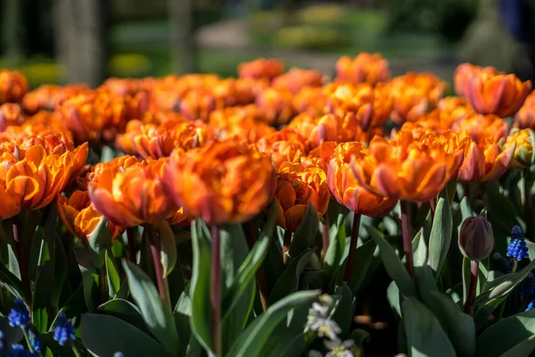 Цветочный Сад Нидерланды Европа Букет Апельсинов Сидящих Поверх Цветка — стоковое фото