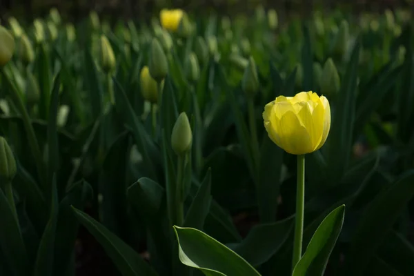 Nederländerna Lisse Europa Gul Blomma Med Gröna Blad — Stockfoto