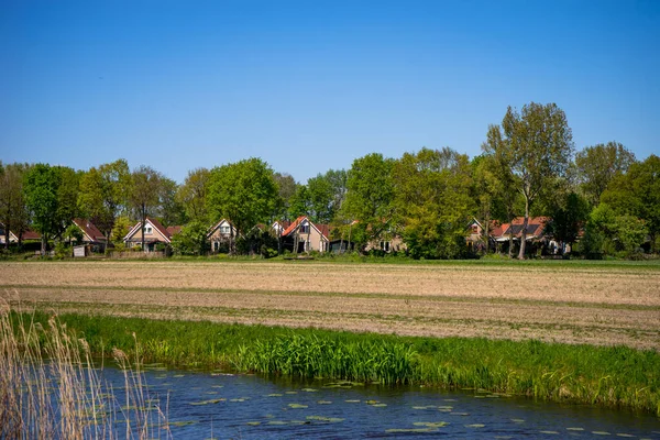 Hollanda Lisse Avrupa Yemyeşil Bir Alanda Otlayan Bir Grup Sığır — Stok fotoğraf