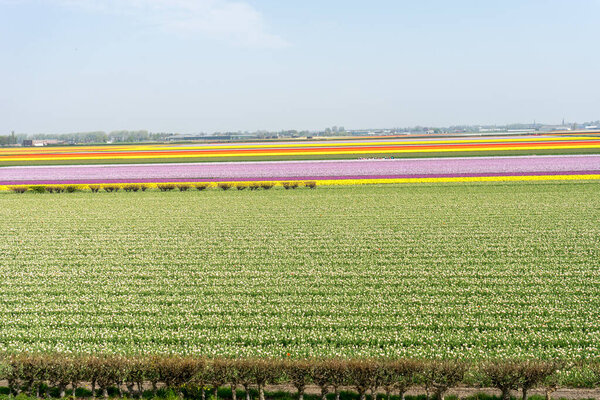 Netherlands,Lisse, Tulips growing on a field