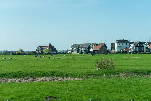 Nederländerna Våtmarker Maarken Europa Hjord Nötkreatur Som Betar Ett Lummigt — Stockfoto