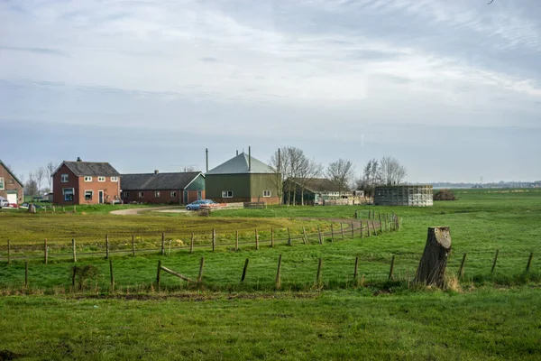 Blumengarten Niederlande Europa Eine Rinderherde Weidet Auf Einem Saftig Grünen — Stockfoto