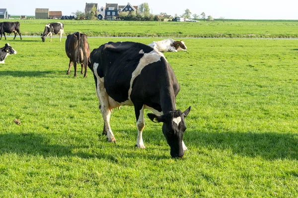 Nederland Wetlands Maarken Europa Een Koe Grazend Een Weelderig Groen — Stockfoto