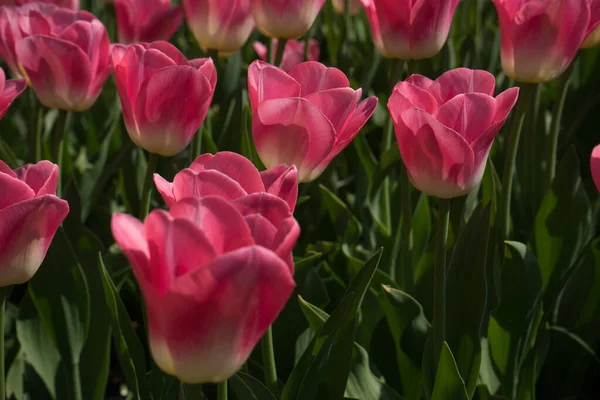 オランダ リスス ヨーロッパ 花の終わり — ストック写真