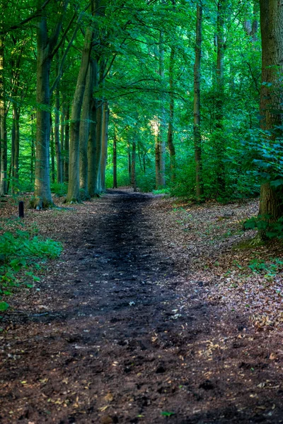 Темная Грязная Тропа Хагсе Бос Лес Гааге Нидерланды Европа Деревьями — стоковое фото