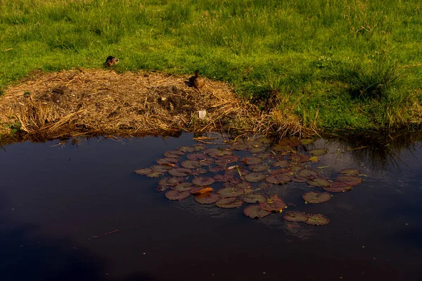 Нидерланды Zaanse Schans Водоем Утками Гнездом — стоковое фото