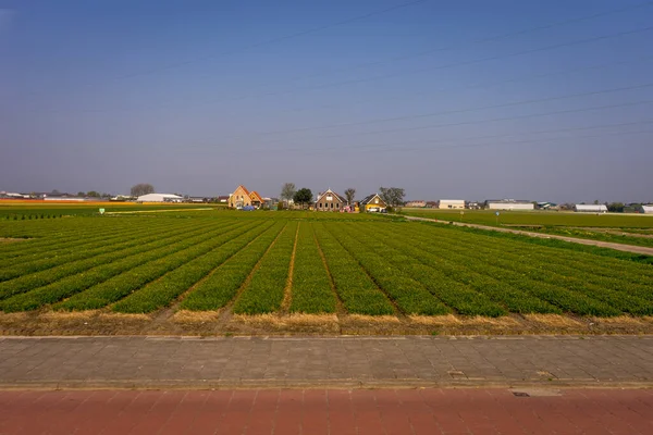 Países Baixos Lisse Europa Vista Única Domínio Agrícola Contra Céu — Fotografia de Stock