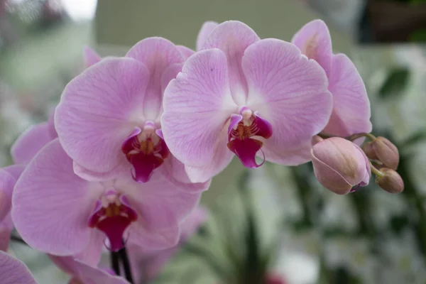 Bellissimi Fiori Orchidea Colorati Con Bellissimo Sfondo Una Giornata Primavera — Foto Stock