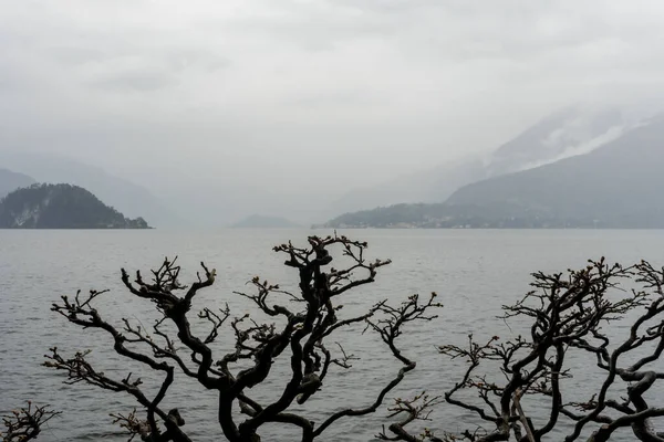 Europa Itália Varenna Lago Como Uma Árvore Lado Corpo Água — Fotografia de Stock