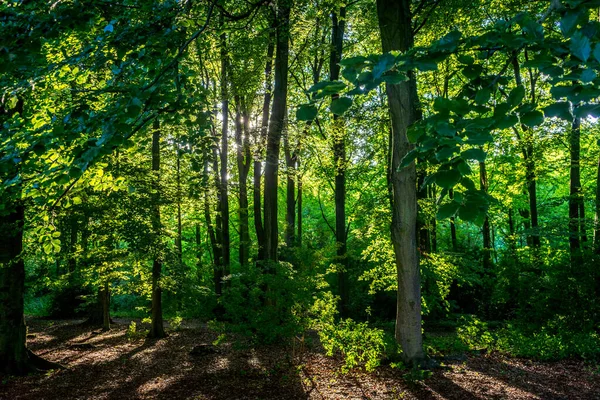 Солнечный Свет Сквозь Густо Упакованные Деревья Хаагсе Бос Лес Хаге — стоковое фото