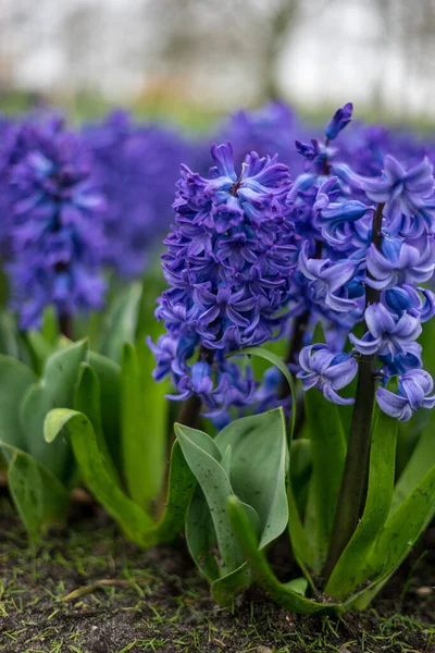 Jardin Fleurs Pays Bas Europe Gros Plan Une Fleur — Photo