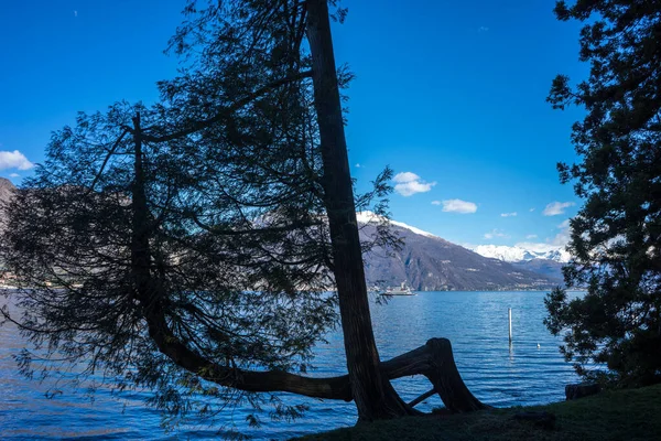Europa Itália Bellagio Lago Como Uma Árvore Lado Corpo Água — Fotografia de Stock
