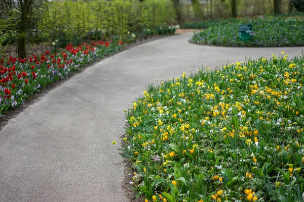 Jardín Flores Países Bajos Europa Una Flor Amarilla Medio Una — Foto de Stock