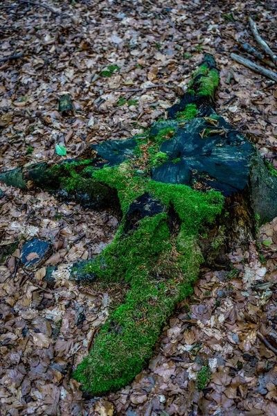 Tombe Arbre Avec Mousse Verte Sur Dessus Haagse Bos Forêt — Photo