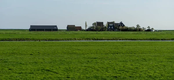 Hollanda Sulak Topraklar Maarken Avrupa Yemyeşil Bir Alana Yakın Çekim — Stok fotoğraf