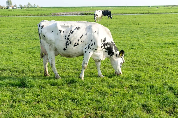 Nederland Wetlands Maarken Koeien Grazen Een Groen Veld — Stockfoto