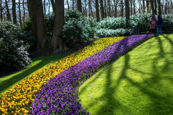 Jardín Flores Países Bajos Europa Primer Plano Jardín Flores — Foto de Stock