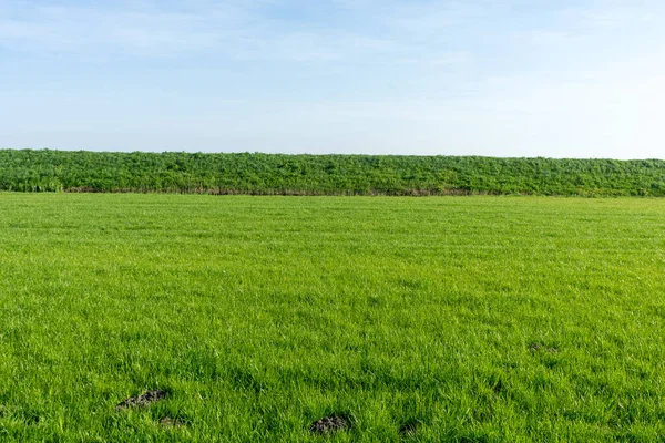 Netherlands,Wetlands,Maarken,Europe, Konza Prairie Natural Area, a close up of a lush green field with Konza Prairie Natural Area in the background