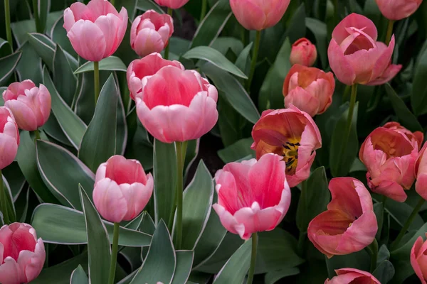 Flower Garden Netherlands Europe Close Flower — Stock Photo, Image