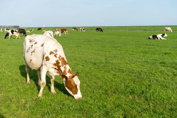 Nederland Wetlands Maarken Europa Een Kudde Runderen Grazend Een Weelderig — Stockfoto