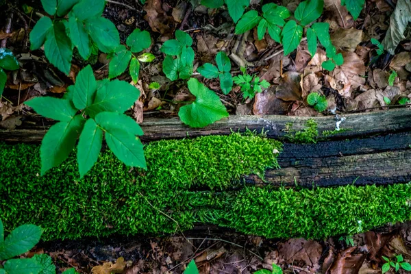Moos Wächst Auf Einem Holzstamm Bei Haagse Bos Wald Den — Stockfoto