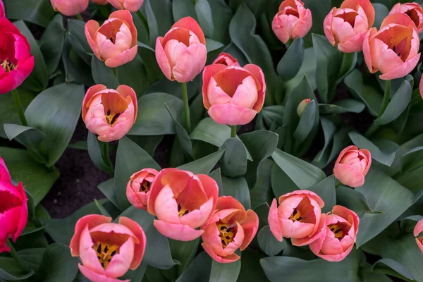 花の庭 オランダ ヨーロッパ ピンクの花のグループ — ストック写真