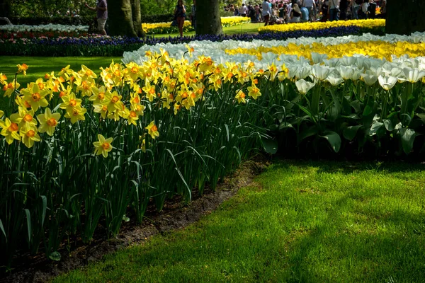 Paesi Bassi Lisse Europa Giallo Tulip Campo — Foto Stock
