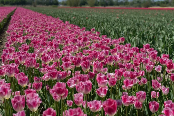 Pays Bas Lisse Europe Gros Plan Une Fleur Violette — Photo