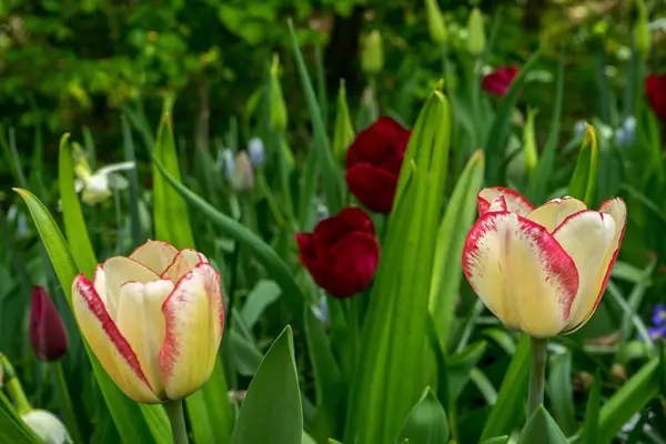 Paesi Bassi Lisse Europa Chiusura Dei Tulip Rossi — Foto Stock