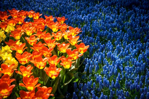 Nederland Lisse Europa Afsluiting Van Oranje Bloemplanten Veld — Stockfoto