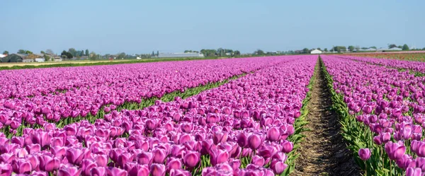 Holandia Lisse Europa Duży Purpurowy Kwiat Jest Ogrodzie — Zdjęcie stockowe