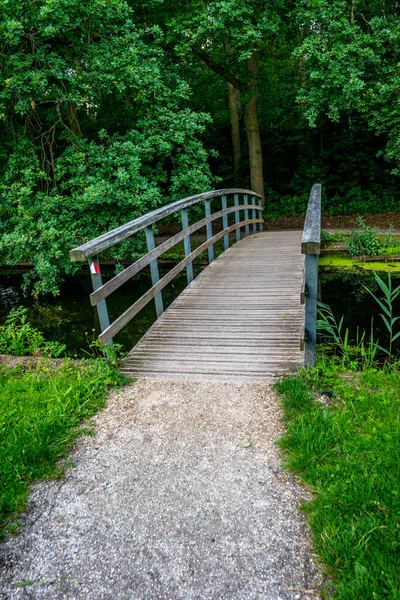 Caminho Sobre Uma Ponte Haagse Bos Floresta Haia Países Baixos — Fotografia de Stock