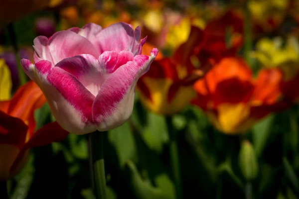 Nederländerna Lisse Europa Närbild Blomma — Stockfoto