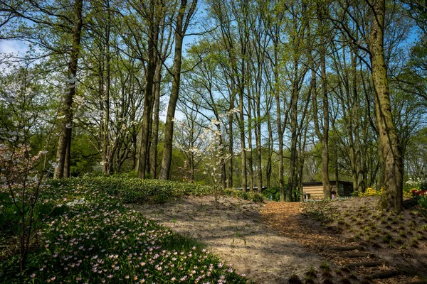 Hollanda, Lisse, Avrupa, Ormandaki Ağaçlar ve Gezegenler