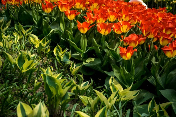 Hollanda, Lisse, Avrupa, bir çiçeğe yakın çekim