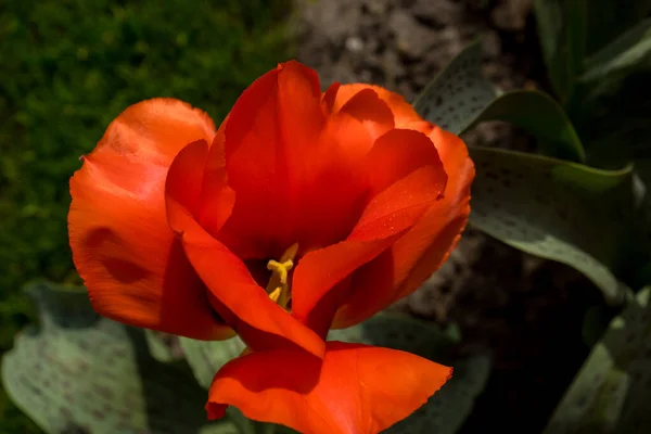 Hollanda Lisse Avrupa Bir Çiçeğe Yakın Çekim — Stok fotoğraf
